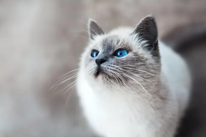 Nice Cat An eco-friendly blue-eyed cat