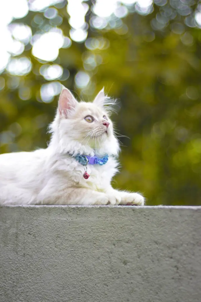 White furry cat White furry cat with necklace