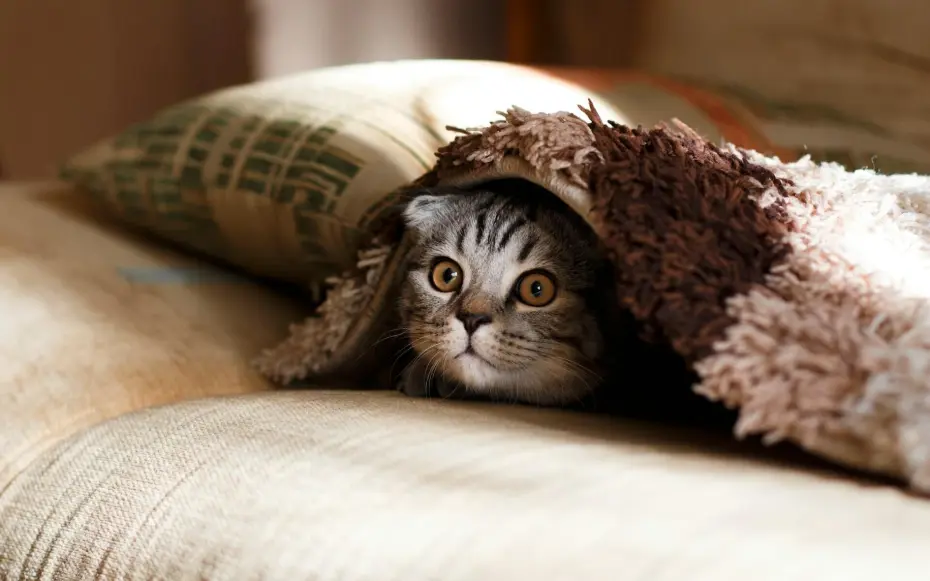Cute Kittie Cat on the bed under the blanket